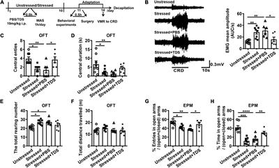 Tandospirone prevents stress-induced anxiety-like behavior and visceral hypersensitivity by suppressing theta oscillation enhancement via 5-HT1A receptors in the anterior cingulate cortex in rats
